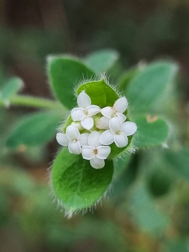 Pimelea altior F.Muell.