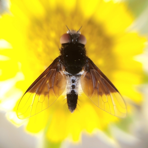 Chalcochiton holosericea