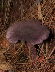 Cortinarius kioloensis