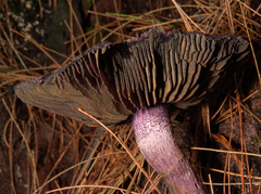 Cortinarius kioloensis