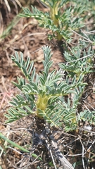 Astragalus parnassi calabricus