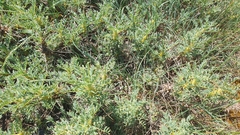 Astragalus parnassi calabricus