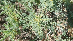 Astragalus parnassi calabricus