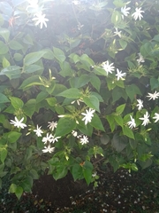 Jasminum nitidum