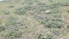 Astragalus parnassi calabricus