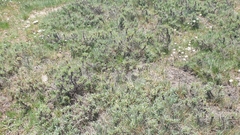 Astragalus parnassi calabricus