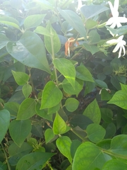 Jasminum nitidum