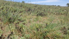 Astragalus parnassi calabricus