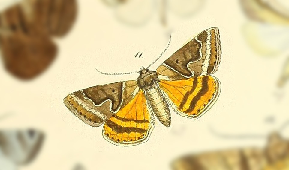 Caenurgia runica