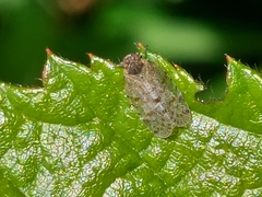 Tachycixius pilosus
