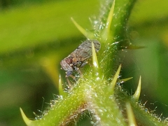 Tachycixius pilosus