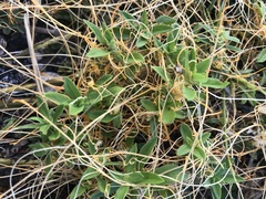 Cuscuta boldinghii