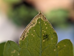 Phytomyza nepetae