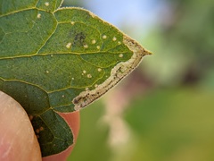 Phytomyza nepetae