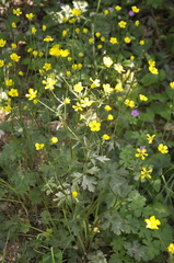 Ranunculus constantinopolitanus