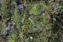 Utricularia striatula