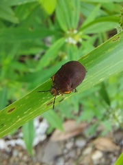 Coptochilus castaneus