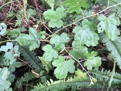 Rubus arachnoideus