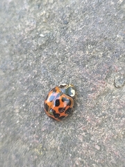 Harmonia axyridis