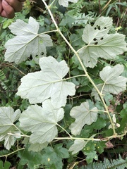 Rubus arachnoideus