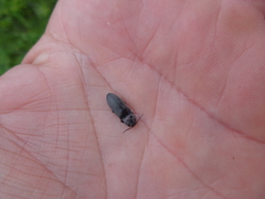 Actenicerus siaelandicus