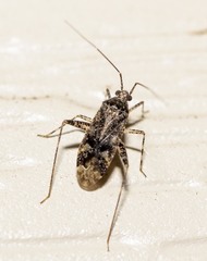 Phytocoris tiliae