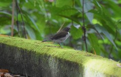 Turdus albicollis
