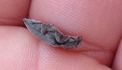 Actenicerus siaelandicus