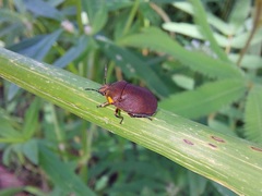 Coptochilus castaneus