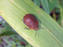 Coptochilus castaneus