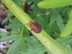 Coptochilus castaneus
