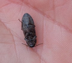 Actenicerus siaelandicus