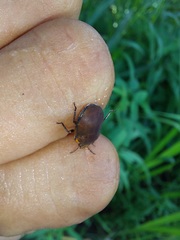 Coptochilus castaneus