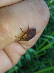 Coptochilus castaneus