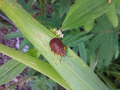 Coptochilus castaneus