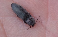 Actenicerus siaelandicus