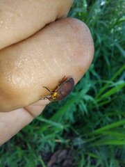 Coptochilus castaneus