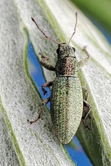Eusomostrophus acuminatus