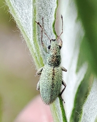 Eusomostrophus acuminatus