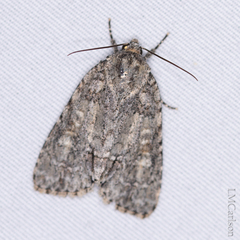 Acronicta immodica