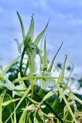 Brassia verrucosa