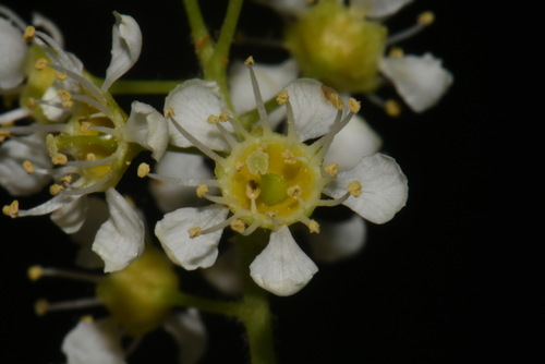 Image of Prunus alabamensis by (c) Brian Finzel, some rights reserved (CC BY-SA)