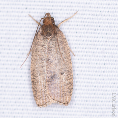 Psilocorsis quercicella