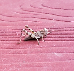 Melanoplus punctulatus