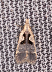 Dichomeris setosella