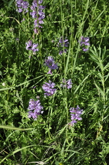 Polygala major