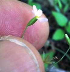 Chaetopappa bellidifolia