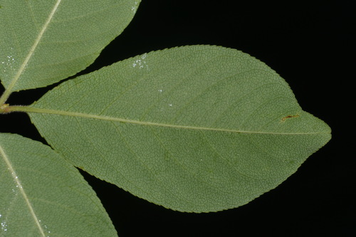Image of Prunus alabamensis by (c) Brian Finzel, some rights reserved (CC BY-SA)