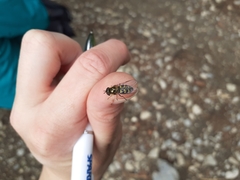 Lapposyrphus lapponicus