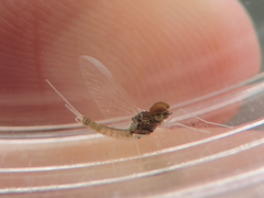 Baetidae